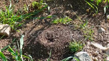数百只蚂蚁在蚁丘里工作，蚂蚁窝里有许多蚂蚁在<strong>奔跑</strong>，蚂蚁在蚁巢里<strong>奔跑</strong>，大蚂蚁在<strong>奔跑</strong>